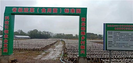 東至縣創(chuàng)建省級(jí)蔬菜園 深化初加工，繪就鄉(xiāng)村振興新藍(lán)圖